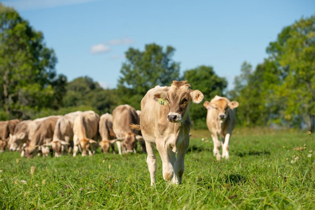 Brown Swiss cows grazing on green pastures at Shelburne Farms.