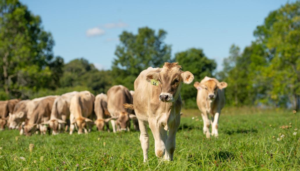 Brown Swiss cows grazing on green pastures at Shelburne Farms.