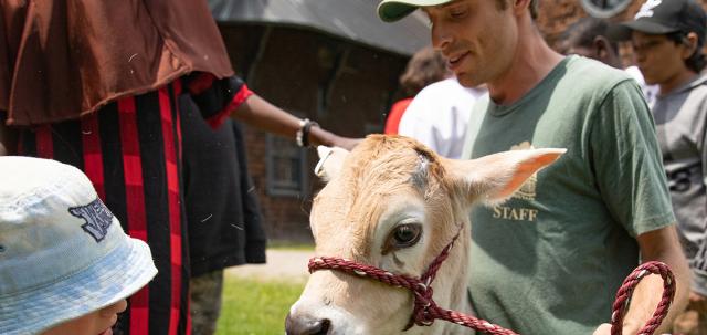 Children petting calf held by educator