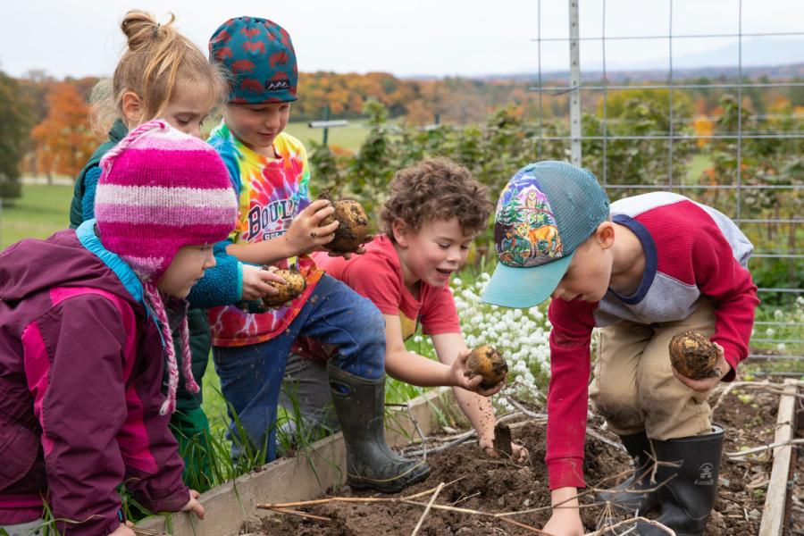 Adventurers harvest fall potatoes from our education gardens.