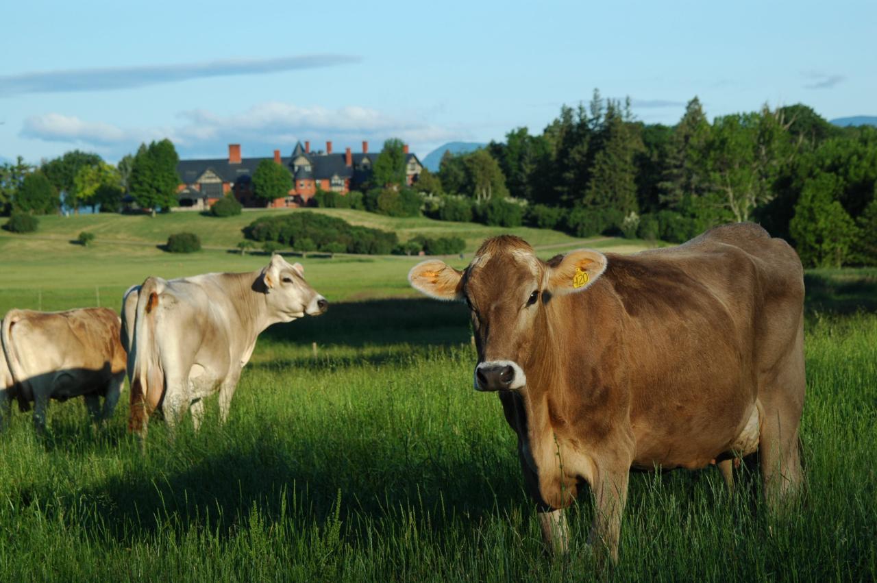 Brown cows