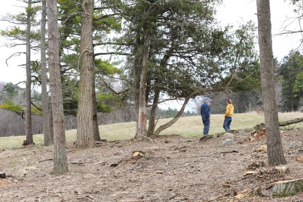 Two people in distance in a small tree plantation that has been thinned for silvopasture