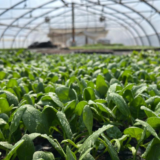 spinach growing inside hoophouse