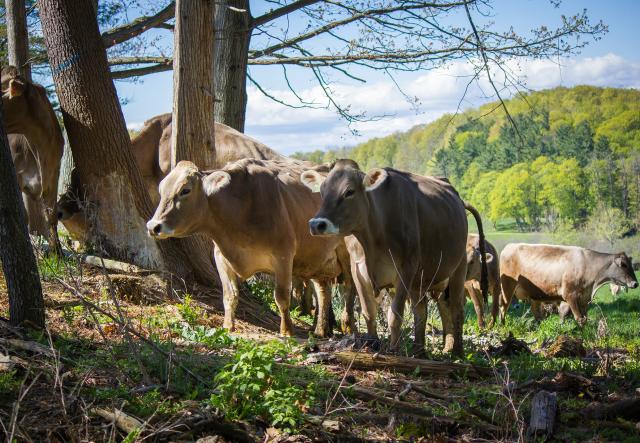 Cows standing among trees