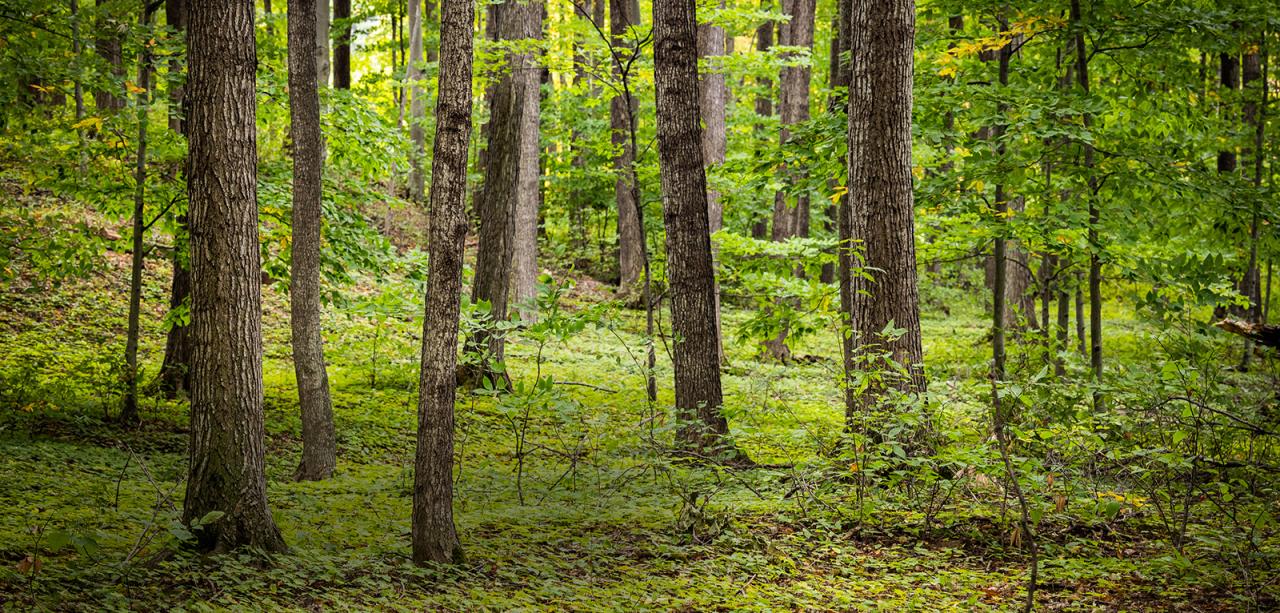 in a forest of mostly maple trees