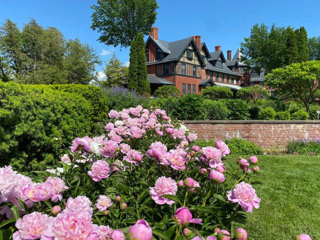 Peonies at the flower garden