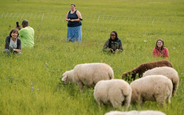 Educators sit in a green pasture, observing sheep.