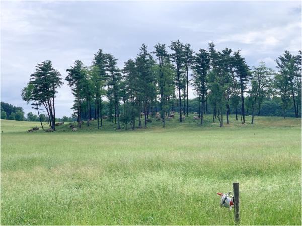 Cows grazing among silvopasture trees at Shelburne Farms