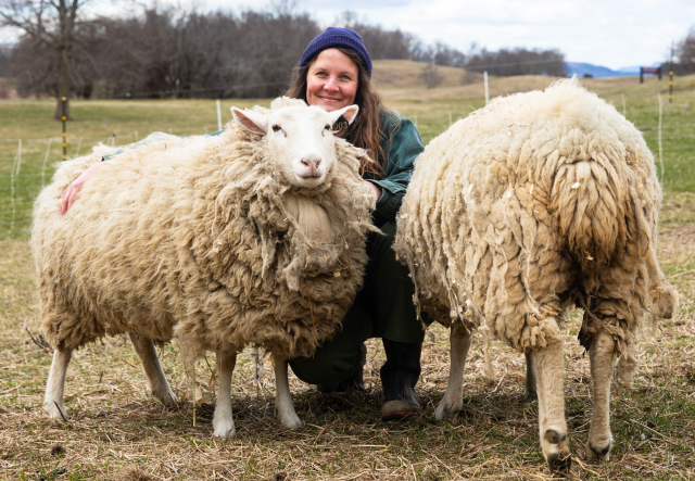 Two very shaggy sheep about to get sheared