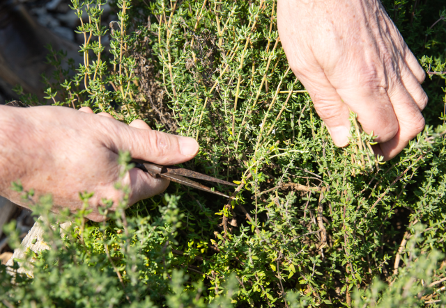 Harvesting thyme