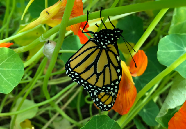 Butterfly on a nasturtium plant